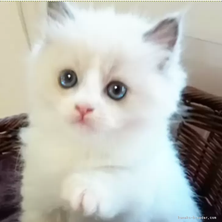 Airi 様のお迎えした子猫