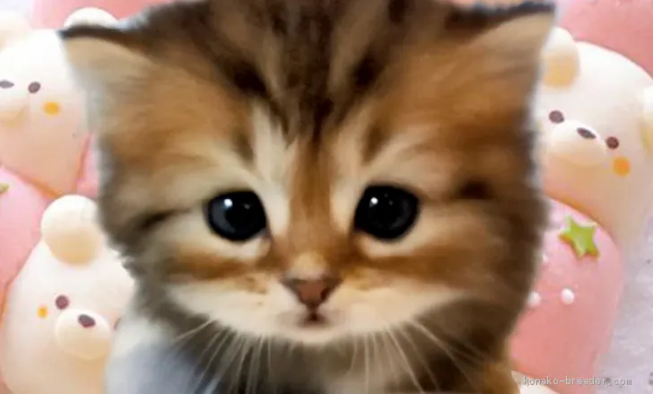 ID：2012-01284の子猫