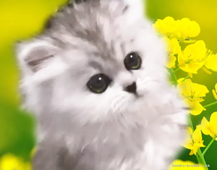 ID：2102-01545の子猫