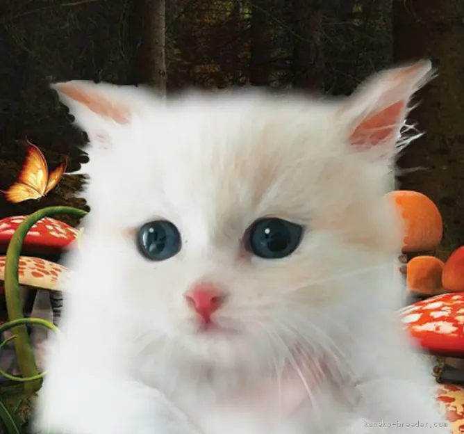 ID：2010-01039の子猫