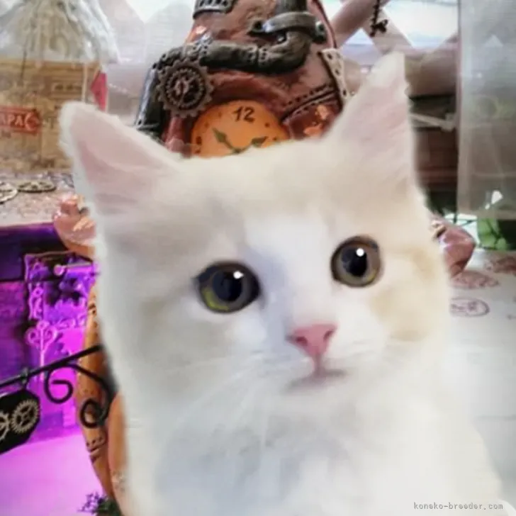 ID：2207-02080の子猫