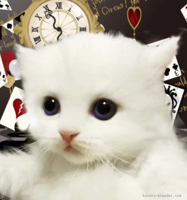 ID:2204-01685の子猫