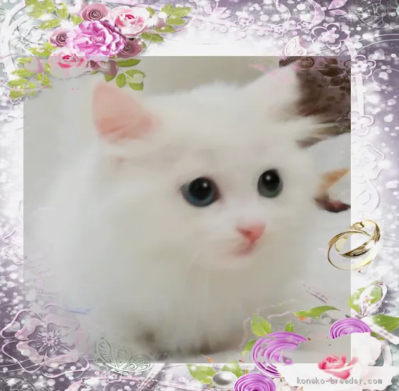 ID：1910-01871の子猫