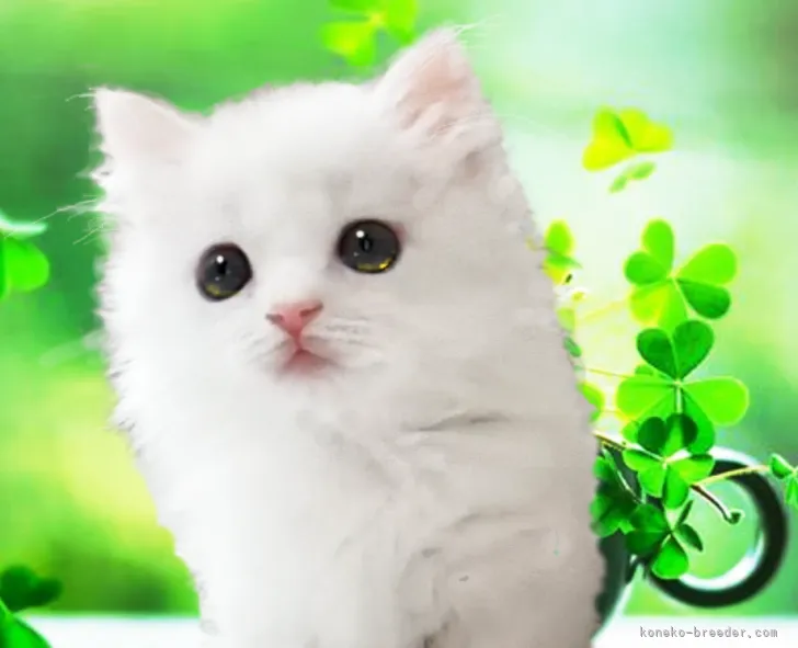 ID：2203-00338の子猫