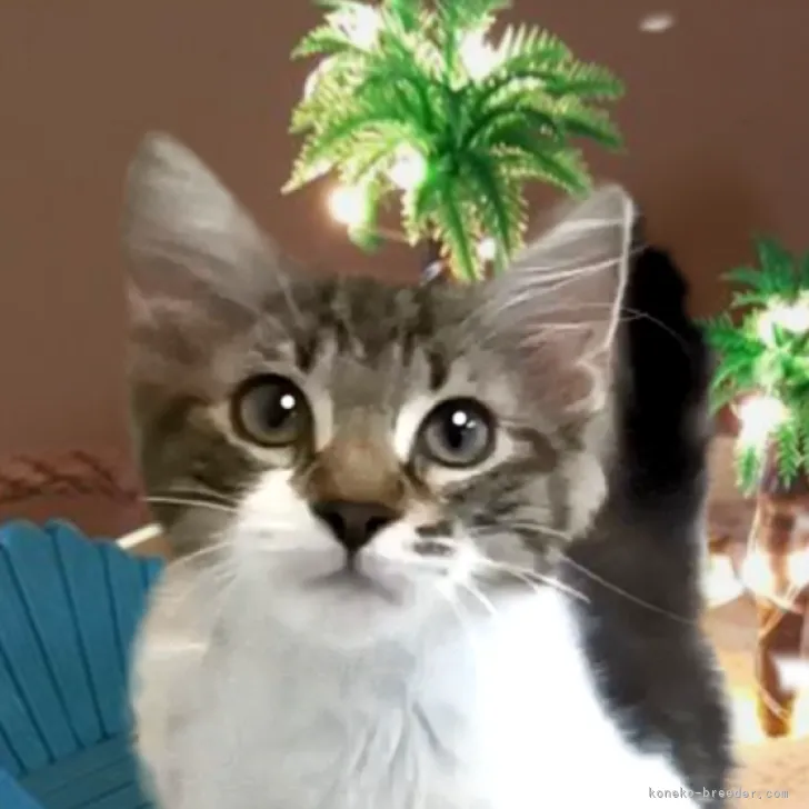 ID：2207-02240の子猫