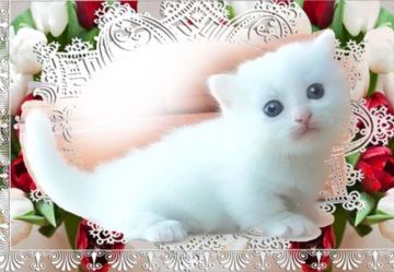 マンチカン(短足)【千葉県・女の子・2018年9月19日・ホワイト】の写真「小雪だるまのようなモフモフのかわいこちゃんです。」