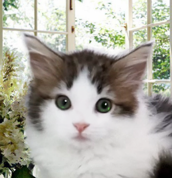 ノルウェージャンフォレストキャット【千葉県・女の子・2021年4月8日・ブラウン&ホワイト】の写真「可愛すぎるリアル妖精」