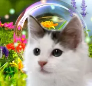 ノルウェージャンフォレストキャット【千葉県・男の子・2021年3月17日・ブラウン&ホワイト】の写真1「5月28日撮影」