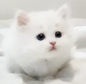 ミヌエット【千葉県・男の子・2020年11月22日・ホワイト】の写真1「1月6日撮影」