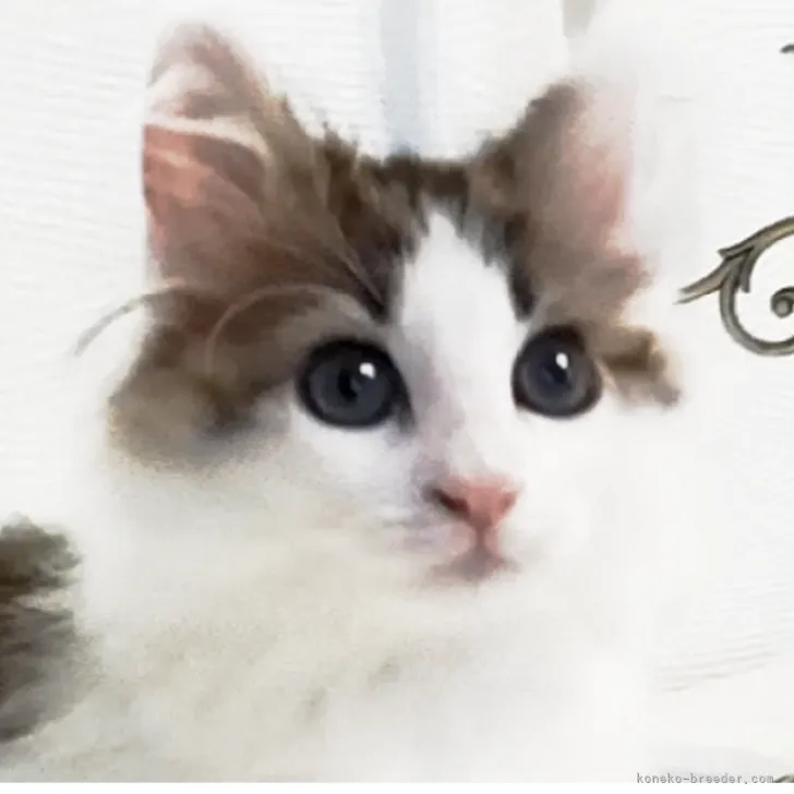 ID：2207-00217の子猫