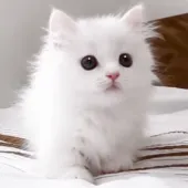 マンチカン(短足)【千葉県・男の子・2022年1月16日・ホワイト】の写真2「3月11日撮影」