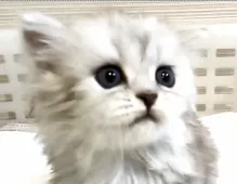 ミヌエット【千葉県・女の子・2021年10月27日・シルバー&ホワイト】の写真2「12月8日」