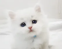 ミヌエット【千葉県・男の子・2020年11月22日・ホワイト】の写真3「1月6日撮影」