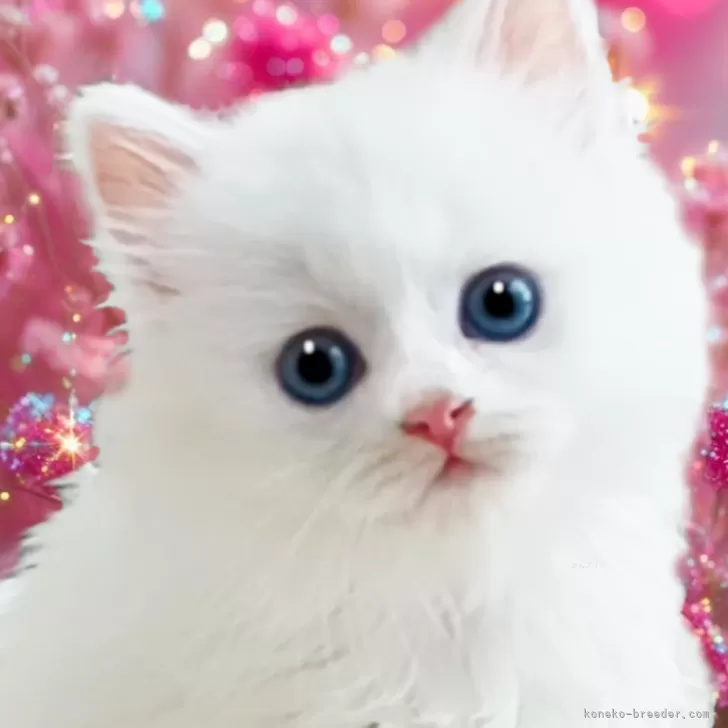 R.W 様のお迎えした子猫