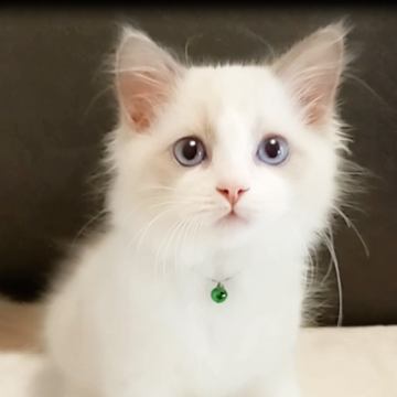 ラグドール【千葉県・男の子・2025年9月1日・ブルーポイントバイカラー】の写真「好奇心旺盛甘えん坊なキュートボーイ」