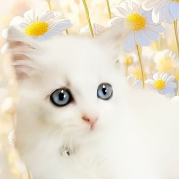 ラグドール【千葉県・男の子・2025年9月1日・ブルーポイントバイカラー】の写真「いつもご機嫌可愛い末っ子くん」