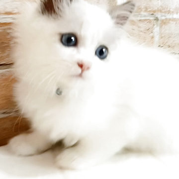 ラグドール【千葉県・男の子・2025年9月1日・ブルーポイントバイカラー】の写真「ちょっぴり食いしん坊・・将来感大きくなりそうな予感」