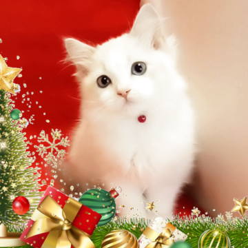 ラグドール【千葉県・女の子・2025年9月1日・ブルーリンクスバイカラー】の写真「元気で愛嬌抜群💕小柄アイドル系」