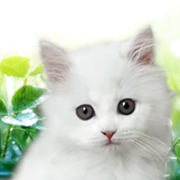 ミヌエット(長足)【千葉県・男の子・2025年9月18日・ホワイト（セミロング）】の写真「フワフワなかわいい雪の妖精　」