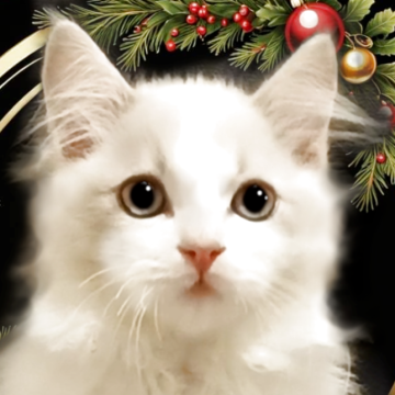 ラグドール【千葉県・男の子・2025年9月1日・ブルーリンクスバイカラー】の写真「とてもかわいく無邪気な健康優良児の男の子です」