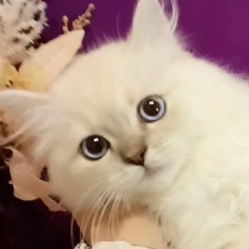 マンチカン(長足)【千葉県・女の子・2025年8月21日・ライラックポイント（セミロング）】の写真「穏やかで優しい性格の女の子です」