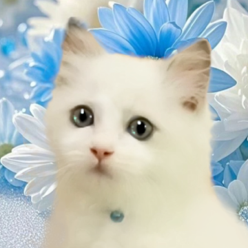 ラグドール【千葉県・男の子・2025年9月1日・ブルーポイントバイカラー】の写真「５頭兄妹で一番発育がよく元気な美猫くん」