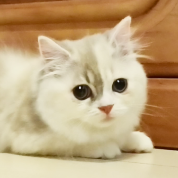 マンチカン(短足)【千葉県・女の子・2025年8月21日・ライラッククリーム&ホワイト（セミロング）】の写真「大きなクリクリお目目の性格がかわいい女の子」