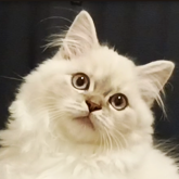 マンチカン(長足)