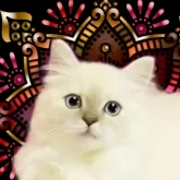 マンチカン(長足)【千葉県・女の子・2025年8月21日・ライラックポイント】の写真1