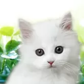 ミヌエット(長足)