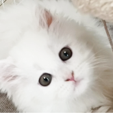 ミヌエット(長足)