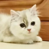 マンチカン(短足)