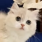 マンチカン(短足)【千葉県・女の子・2025年8月21日・ライラッククリーム&ホワイト】の写真3