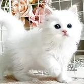 ミヌエット(長足)【千葉県・女の子・2025年7月10日・ホワイト】の写真3