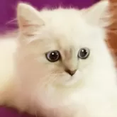 マンチカン(長足)【千葉県・女の子・2025年8月21日・ライラックポイント】の写真3