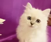 マンチカン(長足)【千葉県・女の子・2025年8月21日・ライラックポイント】の写真4