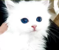 ミヌエット(長足)【千葉県・女の子・2025年7月10日・ホワイト】の写真4