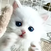 ミヌエット(長足)【千葉県・女の子・2025年7月10日・ホワイト】の写真5