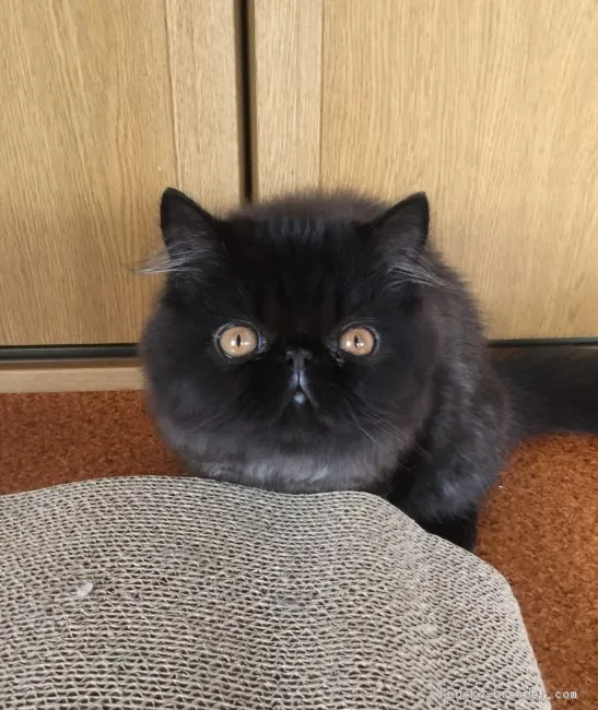 ID:1809-01041の子猫