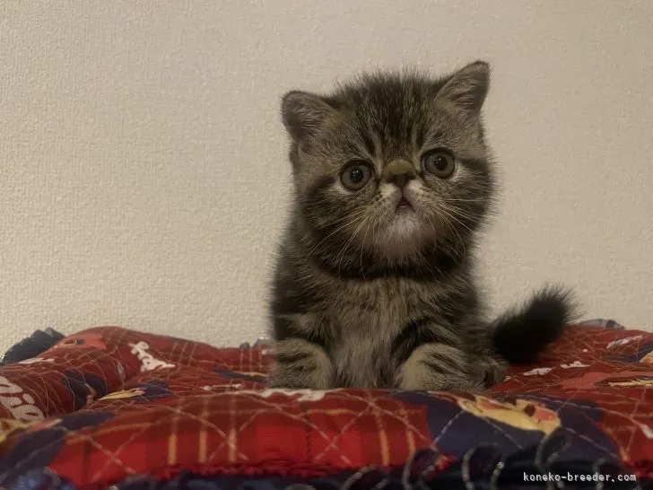 ID:2107-00381の子猫