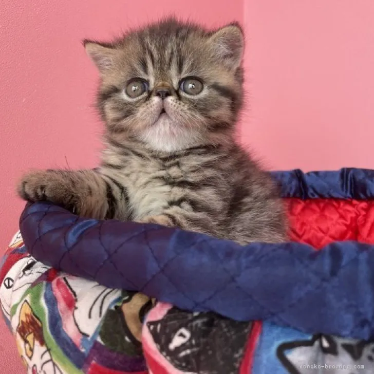 ID:2309-00964の子猫