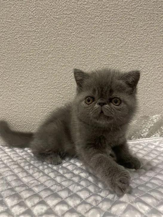 ID:2108-01012の子猫