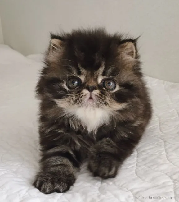 ID:1905-00031の子猫