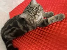 エキゾチックショートヘア【兵庫県・男の子・2021年6月7日・ブラウンタビー】の写真3