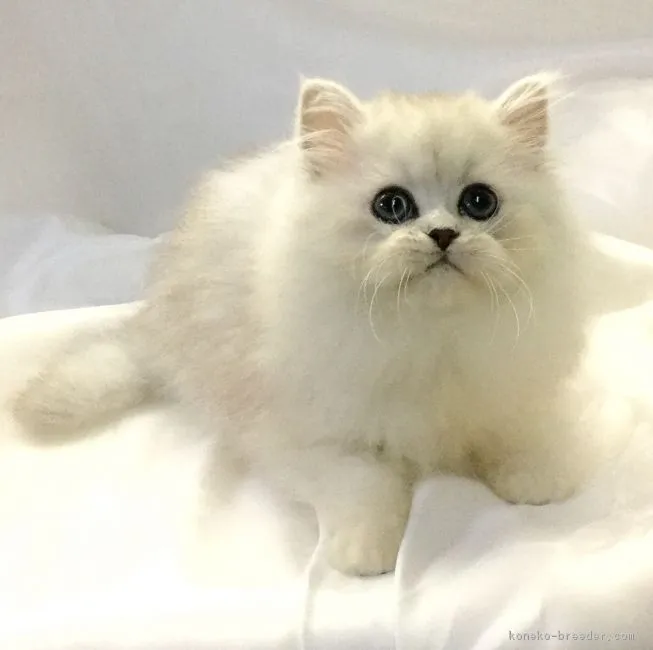 ID：1605-00565の子猫