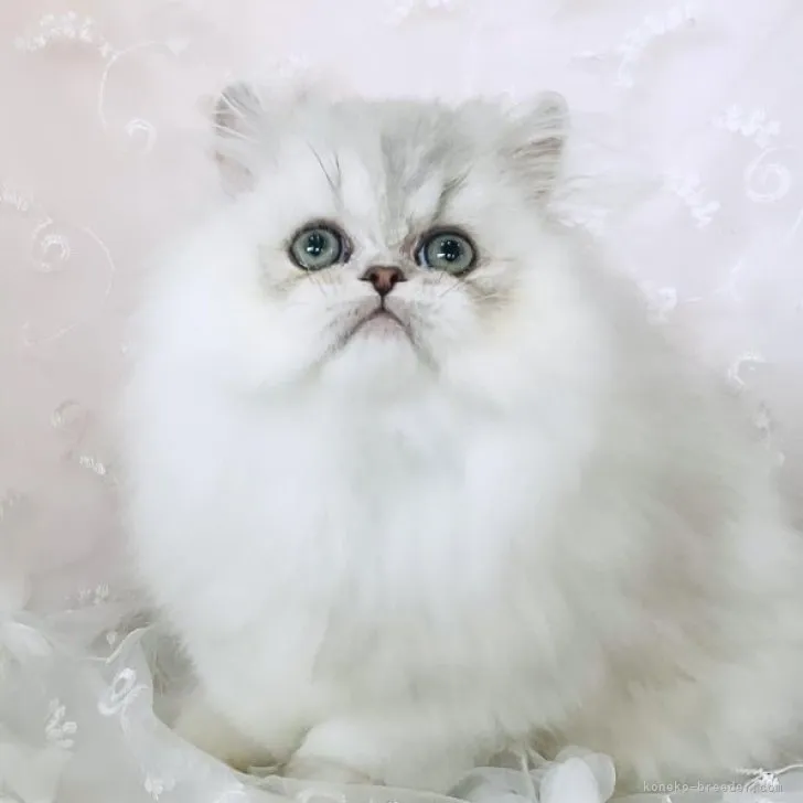 ID:2311-01516の子猫