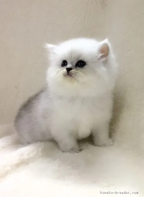齊木　真紀 様のお迎えした子猫