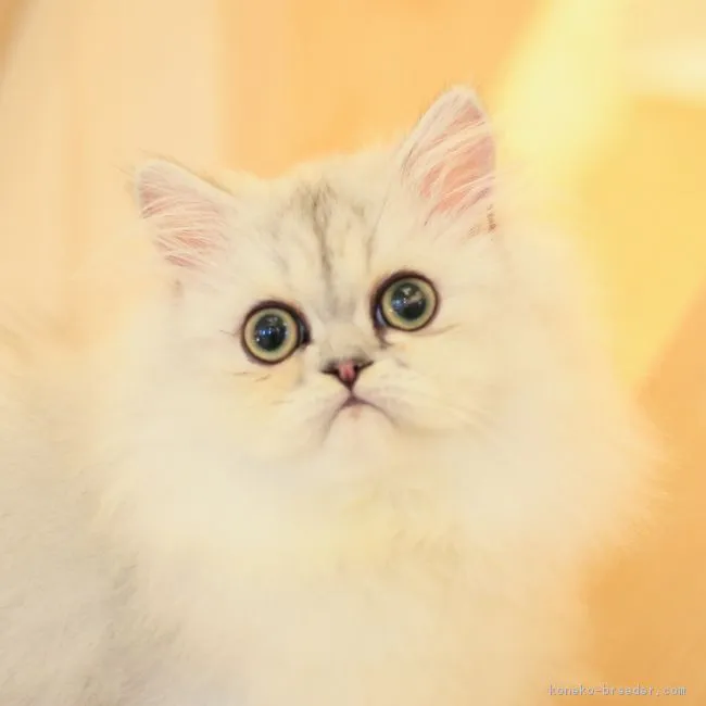 銀太郎 様のお迎えした子猫