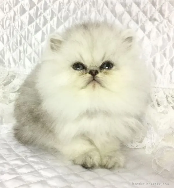 ムッシュ、マッシュのお母さん 様のお迎えした子猫