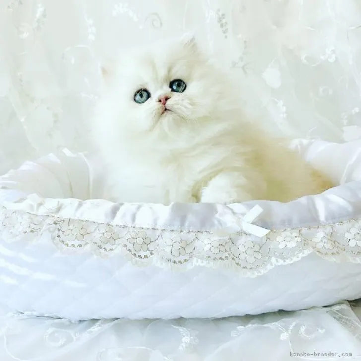 ID:2304-01582の子猫